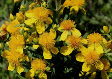 Load image into Gallery viewer, Kalm's St. John's Wort (Gallon) (Spec Orders)
