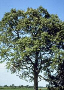 Basswood, aka American Linden, Limetree, Bee Tree (7 Gallon) (Spec Order)