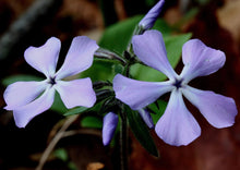 Load image into Gallery viewer, Woodland Phlox (2.5" premium)