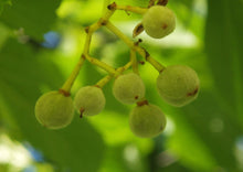 Load image into Gallery viewer, Basswood, aka American Linden, Limetree, Bee Tree (7 Gallon) (Spec Order)
