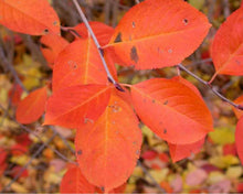 Load image into Gallery viewer, Purple Chokeberry (Gal)