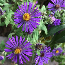 Load image into Gallery viewer, Butterfly Lifecycle Garden Kit (26 plants)