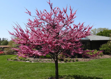 Load image into Gallery viewer, Eastern Redbud (Understory tree, Gallon)