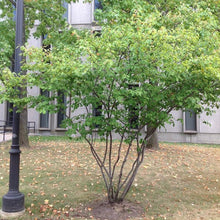 Load image into Gallery viewer, Serviceberry, aka June Berry (7 Gal, approx 3-4' tall, 3' wide) (Special Orders)