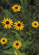 Load image into Gallery viewer, Black-Eyed Susan Biennial (2" pot)