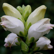Load image into Gallery viewer, Baltimore Checkerspot Sticker