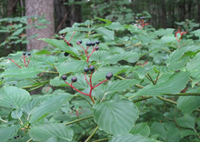 Load image into Gallery viewer, Alternate Leaf or Pagoda Dogwood (Gallon)