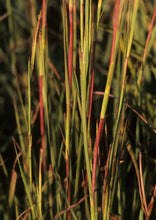 Load image into Gallery viewer, Big Bluestem (2")