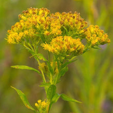 Load image into Gallery viewer, Riddell's Golden Rod Seeds