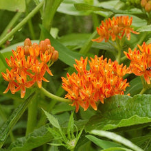 Load image into Gallery viewer, Butterfly Milkweed Seeds