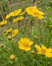 Load image into Gallery viewer, Sand Coreopsis Seeds