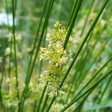 Load image into Gallery viewer, Soft-stemmed Bullrush (2")