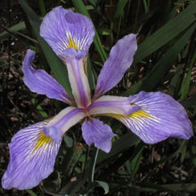 Load image into Gallery viewer, Let it Rain! Rain Garden Kit (7 varieties, 18 plants)