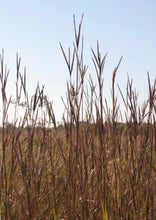 Load image into Gallery viewer, Big Bluestem (2")