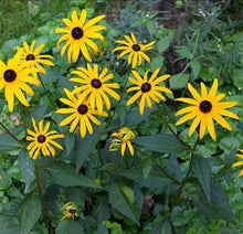 Load image into Gallery viewer, Monarch Buffet Kit (8 varieties—16 plants)