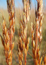 Load image into Gallery viewer, Indian Grass (2")