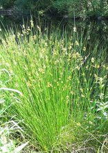 Load image into Gallery viewer, Soft-stemmed Bullrush (2")