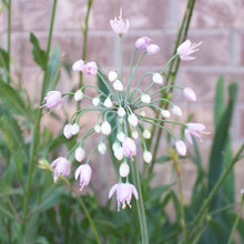 Load image into Gallery viewer, Nodding Wild Onion Seeds