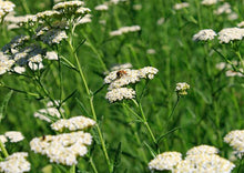 Load image into Gallery viewer, Yarrow (2" pot)