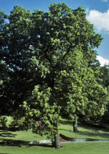 Load image into Gallery viewer, Bur Oak (7 Gallon) (Spec Order)