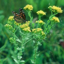 Load image into Gallery viewer, Bring Back the Fireflies Garden Kit (7 varieties; 16 plants)