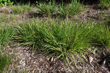 Load image into Gallery viewer, Purple Love Grass (2")