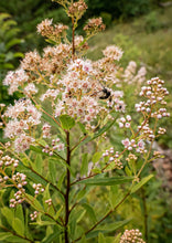Load image into Gallery viewer, Meadowsweet (gallon)