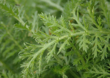 Load image into Gallery viewer, Yarrow (2" pot)