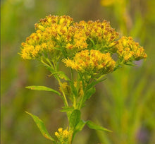 Load image into Gallery viewer, Monarch Buffet Seed Collection