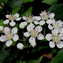 Load image into Gallery viewer, Purple Chokeberry (Gal)