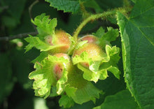 Load image into Gallery viewer, American Hazelnut (1 Gal) (Special Order)

