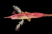 Load image into Gallery viewer, Purple Love Grass (2")