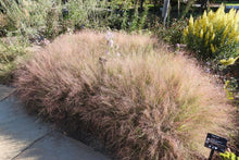 Load image into Gallery viewer, Purple Love Grass (2")