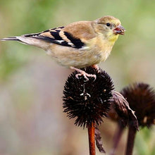 Load image into Gallery viewer, Save the Birds! Bird Friendly Garden Kit (10 Different Varieties; 23 plants)