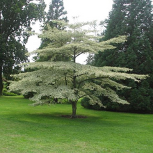 Load image into Gallery viewer, Alternate Leaf or Pagoda Dogwood (Gallon)