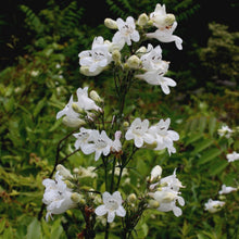 Load image into Gallery viewer, Beardtongue Foxglove Seeds