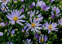 Load image into Gallery viewer, Sky Blue Aster (2")