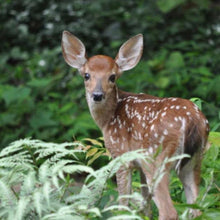 Load image into Gallery viewer, Oh Deer! Garden Kit (8 varieties/17 plants)