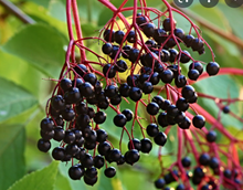 Load image into Gallery viewer, American Elder (Gallon) freeshipping - Rochester Pollinators