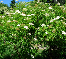 Load image into Gallery viewer, American Elder (Gallon) freeshipping - Rochester Pollinators