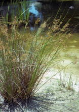Load image into Gallery viewer, Soft-stemmed Bullrush (2")