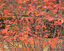 Load image into Gallery viewer, Purple Chokeberry (Gal)