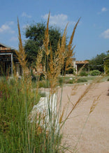Load image into Gallery viewer, Indian Grass (2")