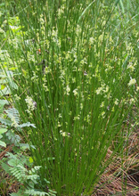 Load image into Gallery viewer, Soft-stemmed Bullrush (2")