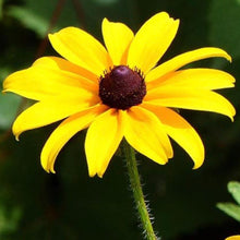 Load image into Gallery viewer, Black-Eyed Susan Biennial (2" pot)