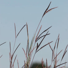 Load image into Gallery viewer, Big Bluestem (2")