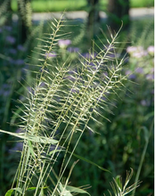 Load image into Gallery viewer, Bottlebrush Grass (2")
