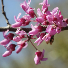 Load image into Gallery viewer, Eastern Redbud (Understory tree, Gallon)