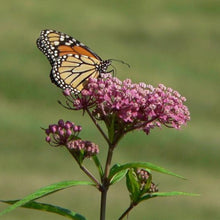Load image into Gallery viewer, Rose Milkweed Seeds