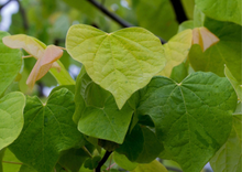Load image into Gallery viewer, Eastern Redbud (Understory tree, Gallon)